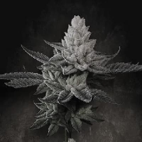 Chem Cake > Paradise Seeds